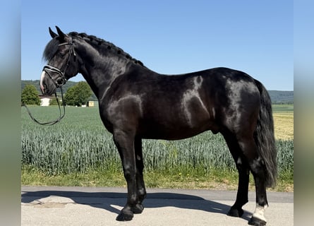 Warmblood pesado, Caballo castrado, 4 años, 167 cm, Negro
