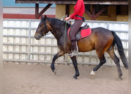 Warmblood pesado, Caballo castrado, 5 años, 155 cm, Castaño oscuro