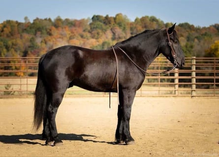 Warmblood pesado, Caballo castrado, 5 años, 162 cm, Negro