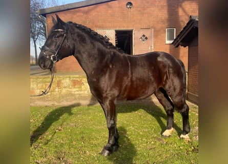 Warmblood pesado, Caballo castrado, 5 años, 162 cm, Negro