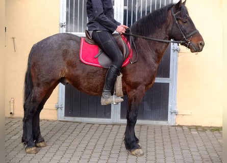 Warmblood pesado Mestizo, Caballo castrado, 7 años, 150 cm, Tordillo negro