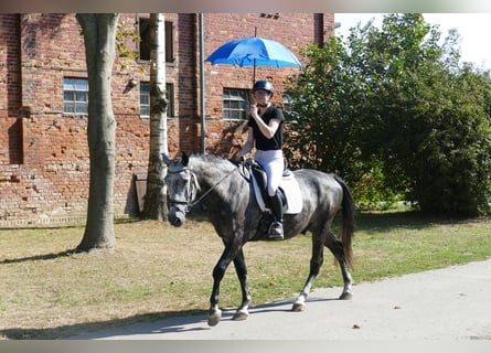 Warmblood pesado, Caballo castrado, 8 años, 162 cm, Tordo