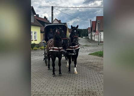 Warmblood pesado, Caballo castrado, 8 años, 170 cm, Morcillo