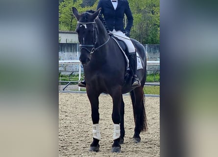 Warmblood pesado, Caballo castrado, 9 años, 162 cm, Castaño oscuro