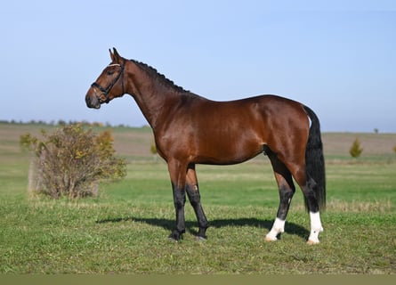 Warmblood pesado, Semental, 2 años, Castaño