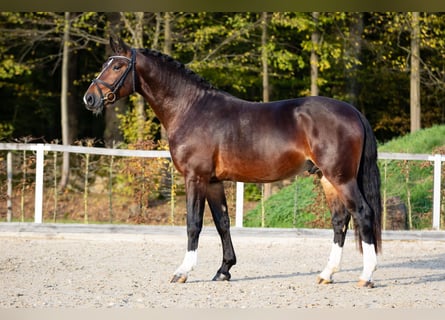 Warmblood pesado, Semental, 2 años, Castaño