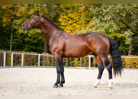 Warmblood pesado, Semental, 2 años, Castaño