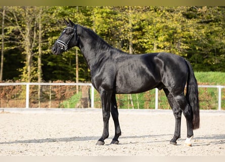 Warmblood pesado, Semental, 2 años, Negro