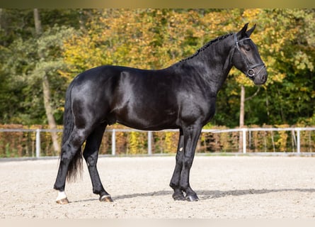 Warmblood pesado, Semental, 2 años, Negro