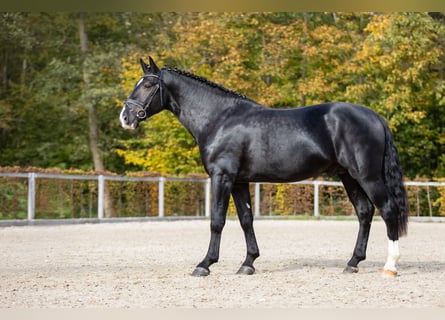 Warmblood pesado, Semental, 2 años, Negro