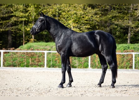 Warmblood pesado, Semental, 2 años, Negro