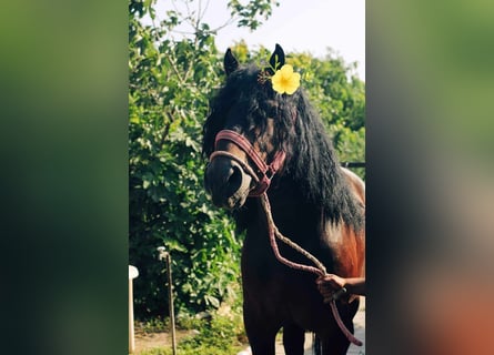 Warmblood pesado, Semental, 6 años, 173 cm, Castaño rojizo