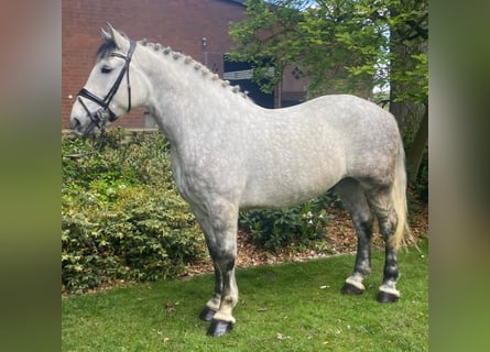 Warmblood pesado, Semental, 7 años, 163 cm, Tordo