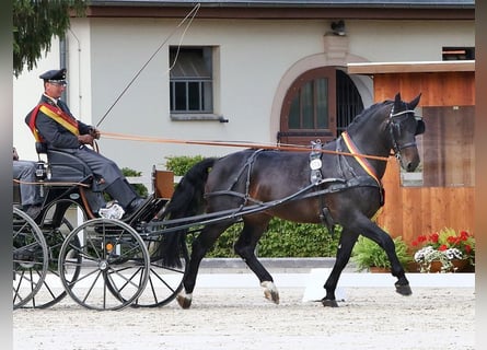 Warmblood pesado, Semental, 12 años, 165 cm, Castaño oscuro