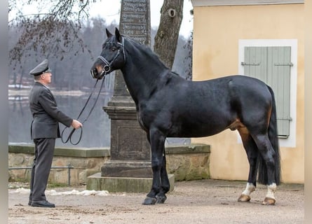 Warmblood pesado, Semental, 14 años, 164 cm, Castaño oscuro