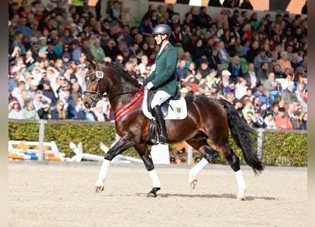 Warmblood pesado, Semental, 4 años, 162 cm, Castaño