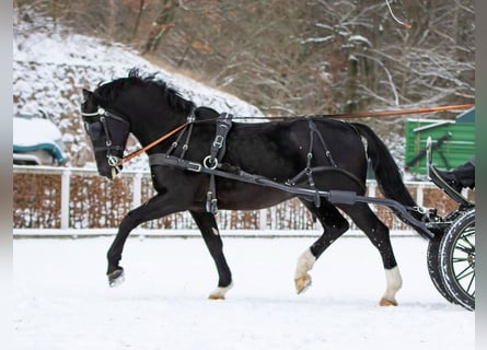 Warmblood pesado, Semental, 7 años, 163 cm, Negro