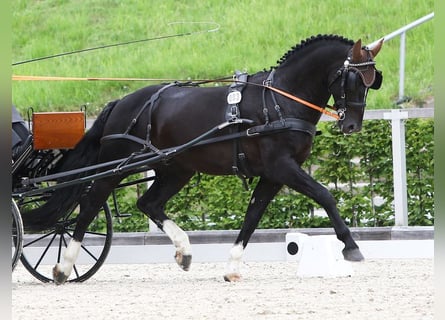 Warmblood pesado, Semental, 12 años, 164 cm, Negro