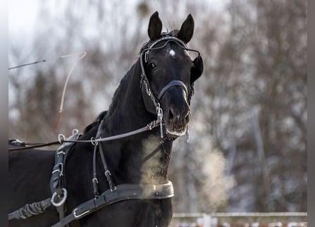Warmblood pesado, Semental, 12 años, 166 cm, Negro