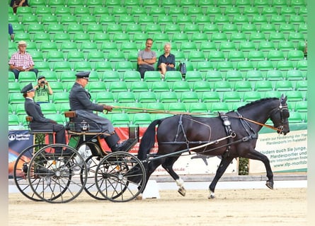 Warmblood pesado, Semental, 6 años, 166 cm, Negro