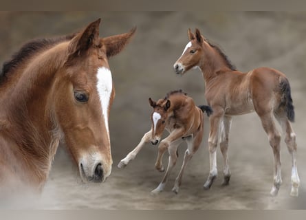 Warmblood pesado, Semental, , 165 cm, Castaño