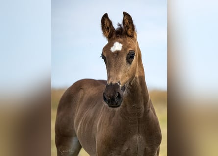 Warmblood pesado, Semental, Potro (05/2026), Negro