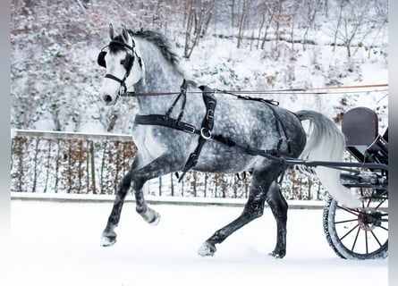 Warmblood pesado, Semental, 7 años, Tordo