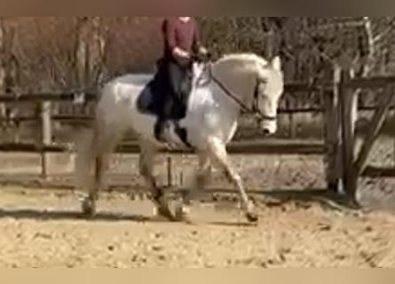 Warmblood pesado Mestizo, Yegua, 10 años, 152 cm, Tordo