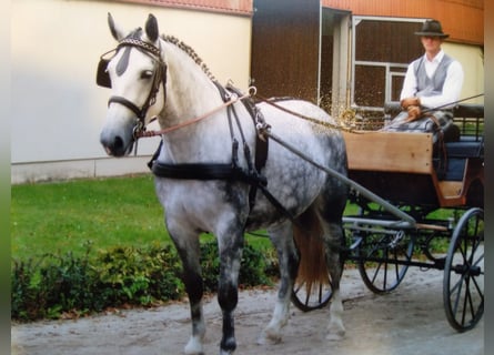 Warmblood pesado, Yegua, 16 años, 168 cm, Tordo