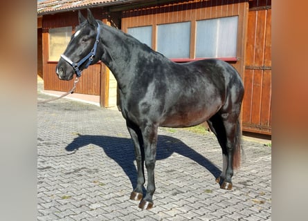 Warmblood pesado, Yegua, 2 años, 165 cm, Morcillo