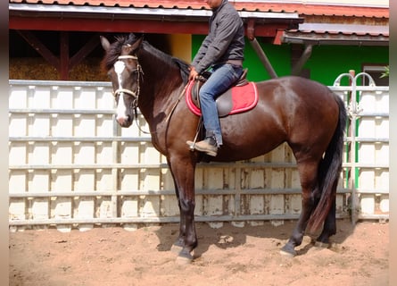 Warmblood pesado, Yegua, 3 años, 165 cm, Negro