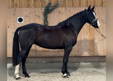 Warmblood pesado, Yegua, 4 años, 165 cm, Negro