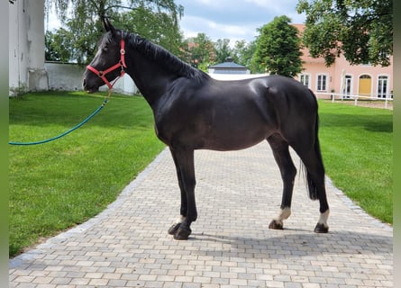 Warmblood pesado, Yegua, 6 años, 165 cm, Negro