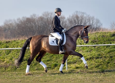 Warmblood pesado, Yegua, 6 años, 167 cm, Castaño oscuro