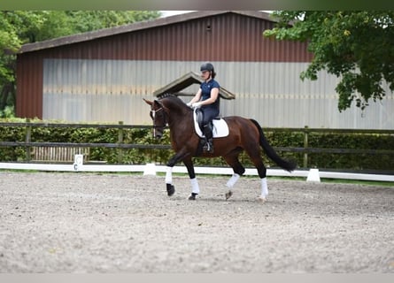 Warmblood pesado, Yegua, 7 años, 167 cm, Castaño