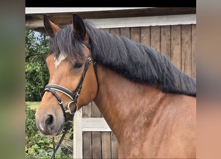 Warmblood pesado, Yegua, 8 años, 158 cm, Castaño