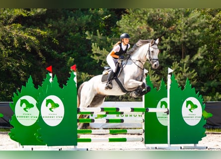 Warmblood polaco, Caballo castrado, 10 años, 169 cm