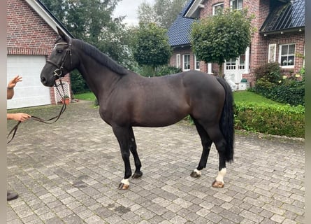 Warmblood polaco, Caballo castrado, 10 años, Castaño oscuro