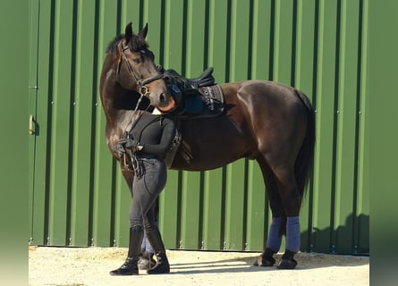 Warmblood polaco, Caballo castrado, 11 años, 170 cm, Negro