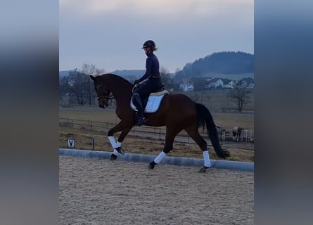 Warmblood polaco, Caballo castrado, 17 años, 168 cm, Castaño