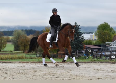 Warmblood polaco, Caballo castrado, 3 años, 163 cm, Castaño