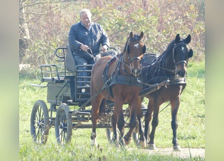 Warmblood polaco, Caballo castrado, 3 años, 163 cm, Castaño