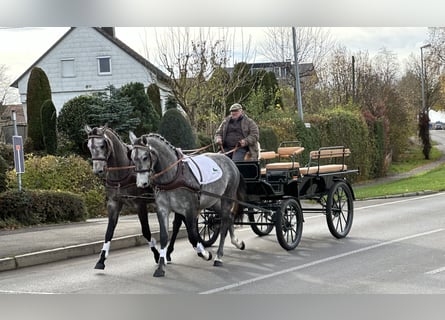 Warmblood polaco, Caballo castrado, 3 años, 167 cm, Tordo