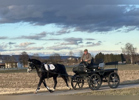 Warmblood polaco, Caballo castrado, 4 años, 160 cm, Tordillo negro