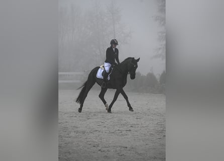 Warmblood polaco, Caballo castrado, 5 años, 160 cm, Negro