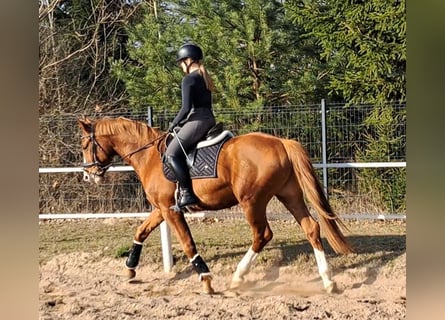 Warmblood polaco, Caballo castrado, 5 años, 165 cm, Alazán