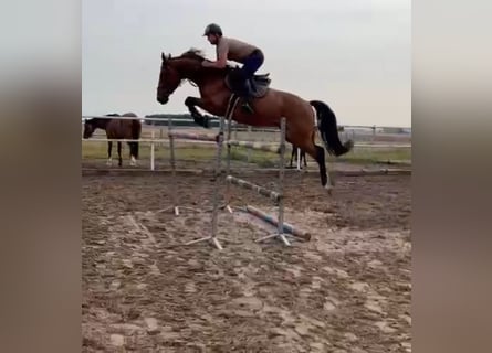 Warmblood polaco, Caballo castrado, 6 años, 168 cm, Castaño