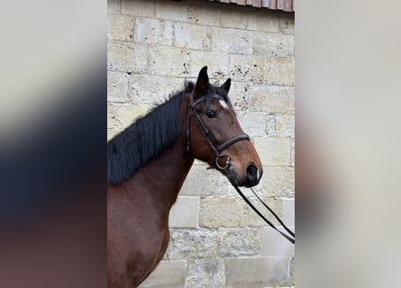 Warmblood polaco, Caballo castrado, 7 años, 158 cm, Castaño