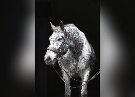 Warmblood polaco, Caballo castrado, 8 años, 162 cm, Atigrado/Moteado