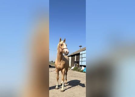 Warmblood polaco, Semental, 2 años, 167 cm, Palomino